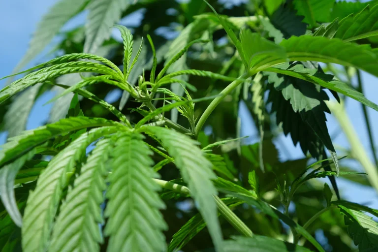 Why Grape Frosty THCA Flower Is the Ultimate Chill Companion