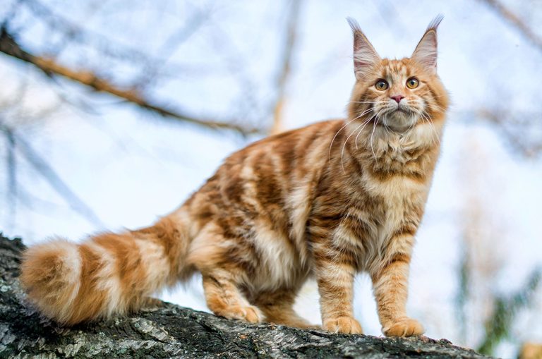 Top-Rated Maine Coon Kittens for Sale in California – Trusted Breeder