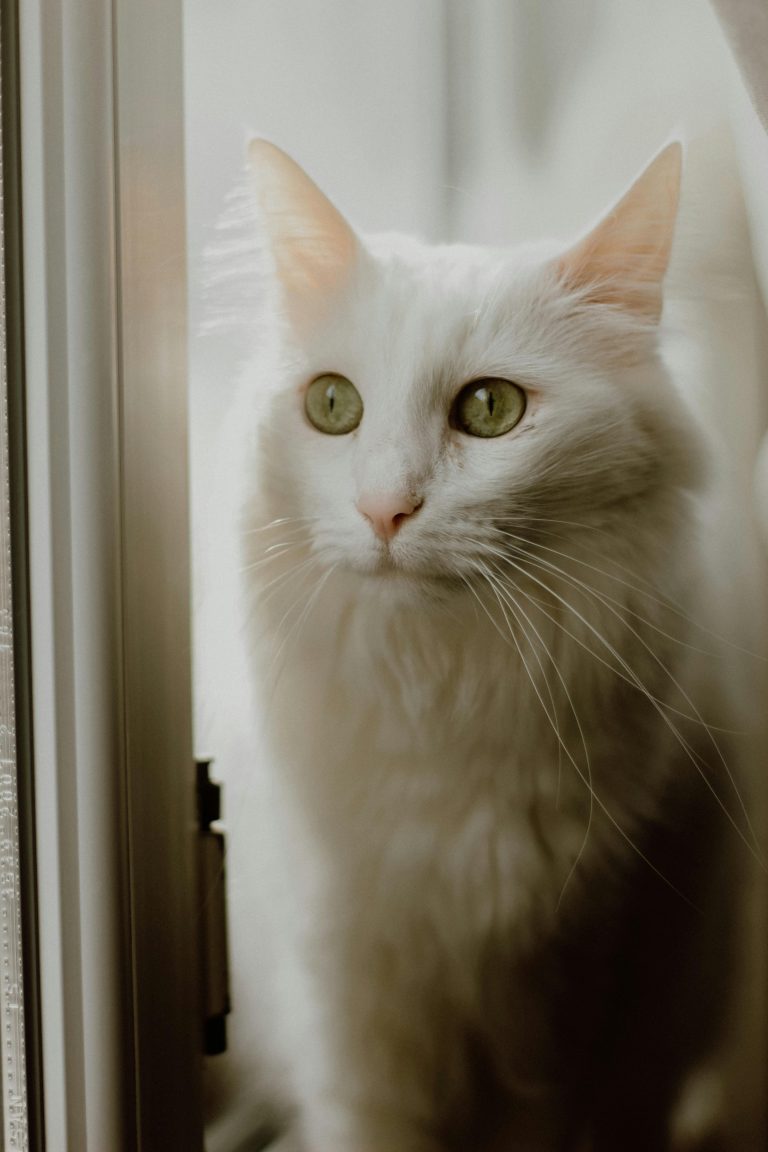 Affordable Maine Coon Cats for Sale Near Me – Reserve Yours Today